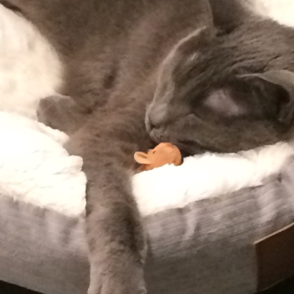 Meet your Posher, Yolie - Picture 6 of 8